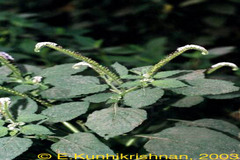 Heliotropium indicum